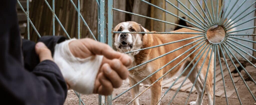 dog bite lawyer, dog bite lawyer in indiana, dog bite attorney