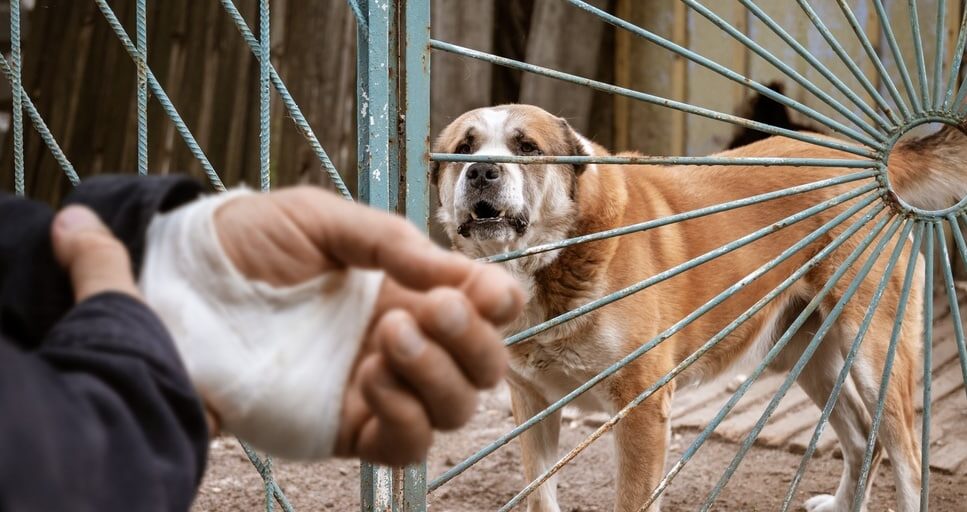 Tuley dog bite lawyers helps win your case, image of dog growling and a close up of a man's hand